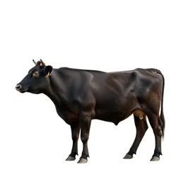 Livestock