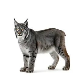 Lynx