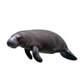 Manatee