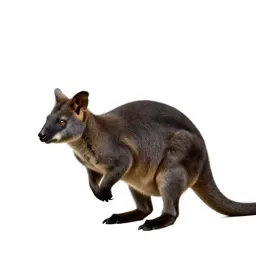 Marsupial