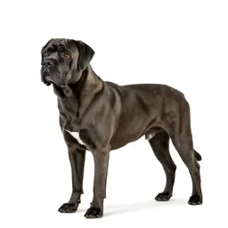 Mastiff