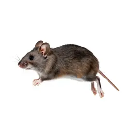 Meadow jumping mouse