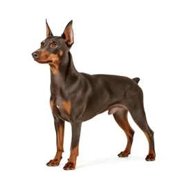 Miniature pinscher