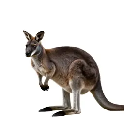 Musk kangaroo
