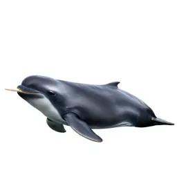 Narwhal