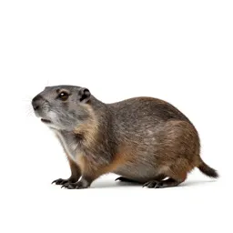 Northern pocket gopher