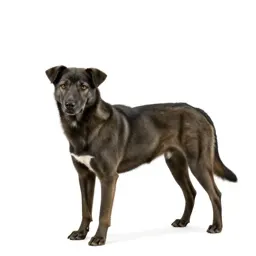 Pariah dog