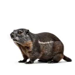 Pika