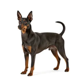 Pinscher
