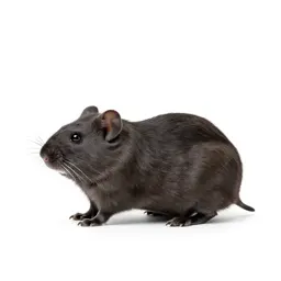 Plains pocket mouse