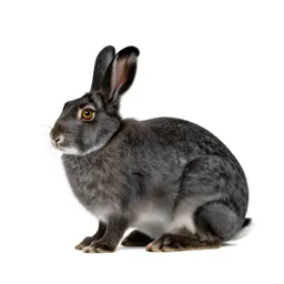 Polar hare