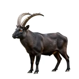 Pollard