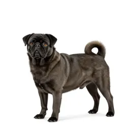 Pooch