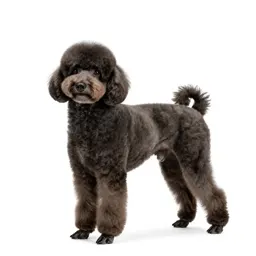 Poodle