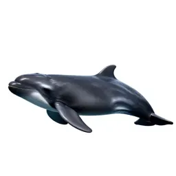 Pygmy sperm whale