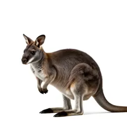 Rat kangaroo