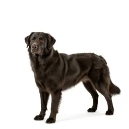 Retriever