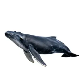 Right whale