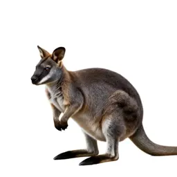 Rock wallaby