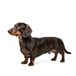 Sausage dog