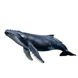 Sei whale