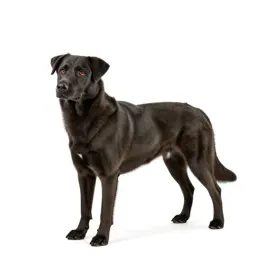 Seizure-alert dog