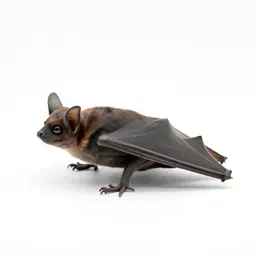 Serotine