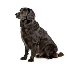 Setter