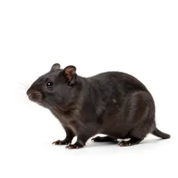 Shrew