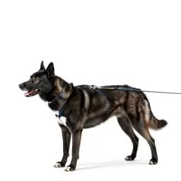 Sled dog