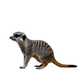 Slender-tailed meerkat