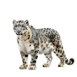 Snow leopard
