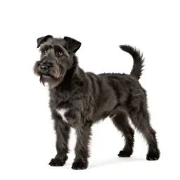 Soft-coated wheaten terrier