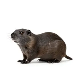 Southeastern pocket gopher