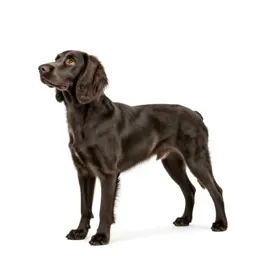 Spaniel