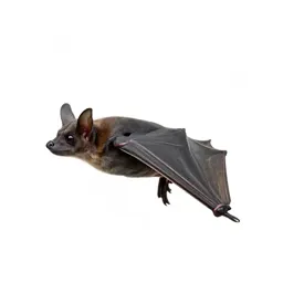 Spearnose bat
