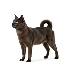 Spitz