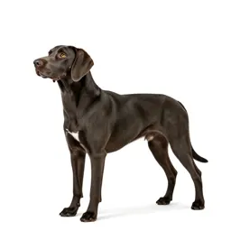 Sporting dog