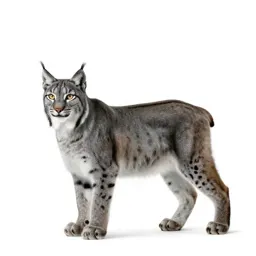 Spotted lynx