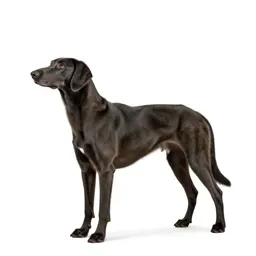 Staghound