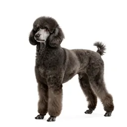 Standard poodle