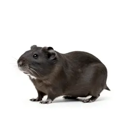 Tamarisk gerbil