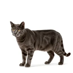 Tiger cat