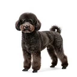 Toy poodle
