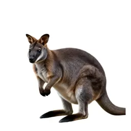 Tree wallaby