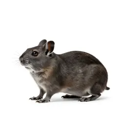 Typical jerboa