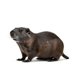 Valley pocket gopher