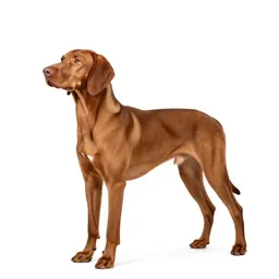 Vizsla