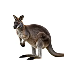 Wallaby