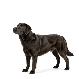 Water dog